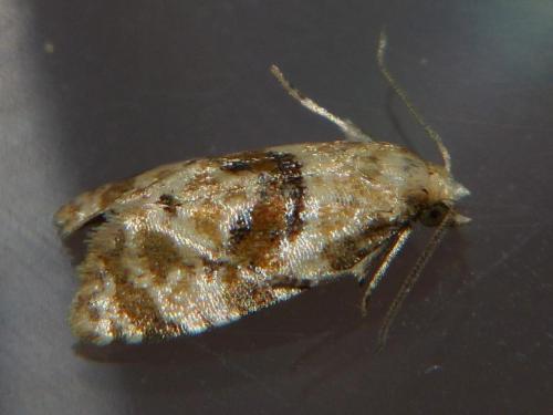 Phalonidia sp.