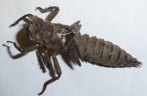 Réf. 125 117 : Cordulegaster bidentata