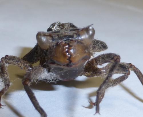 Réf. 125 116 : Cordulegaster bidentata