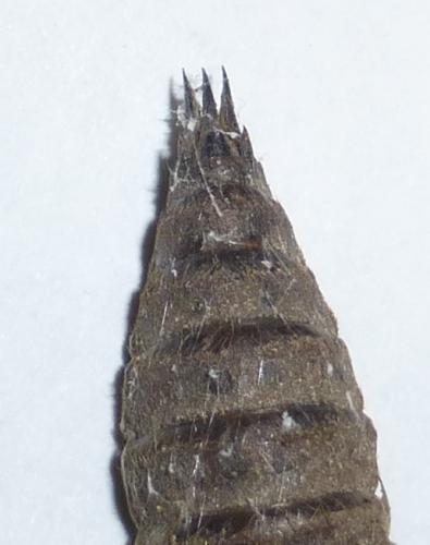 Cordulegaster bidentata
