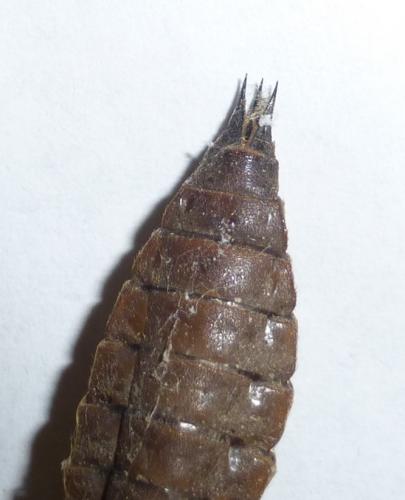Cordulegaster bidentata