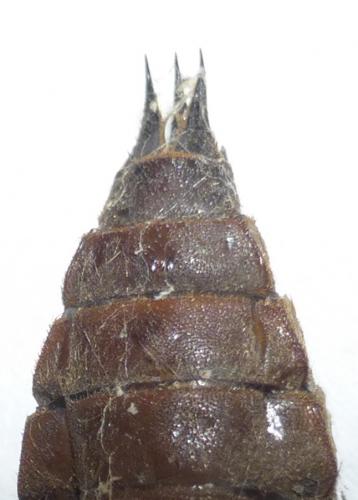 Réf. 125 186 : Cordulegaster bidentata