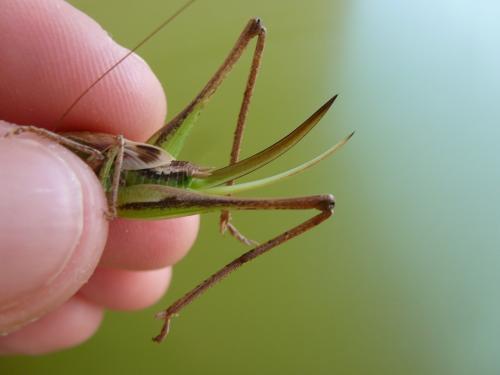 Platycleis sp.