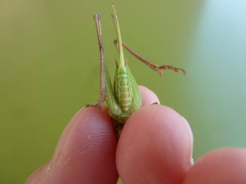 Platycleis sp.