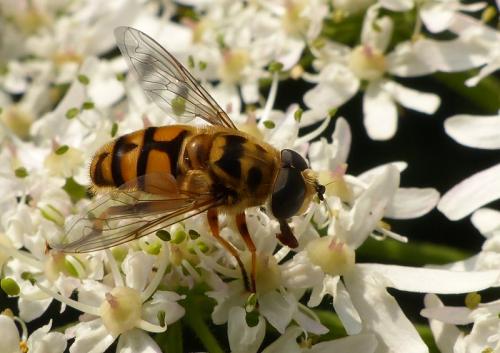Myathropa florea