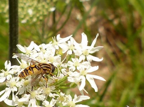Helophilus pendulus