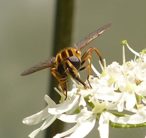 Réf. 125 149 : Helophilus pendulus