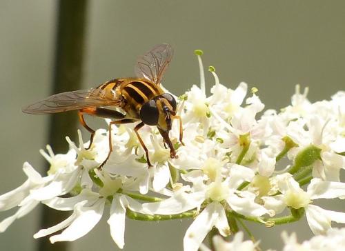 Réf. 125 148 : Helophilus pendulus