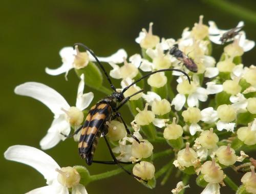 Réf. 125 193 : Leptura quadrifasciata
