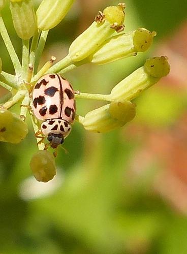 Oenopia conglobata