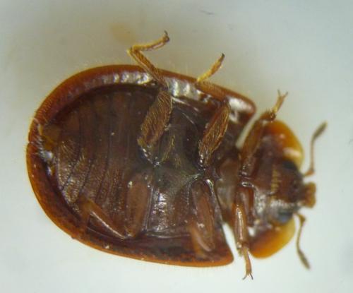 Thymalus limbatus