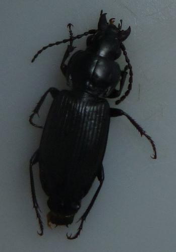 Pterostichus sp.