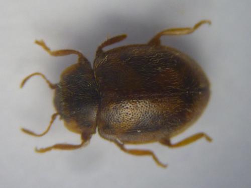 Réf. 125 265 : Rhyzobius chrysomeloides