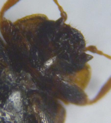 Rhyzobius chrysomeloides