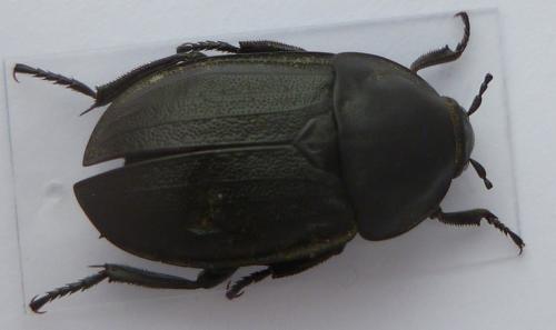 Silpha tyrolensis