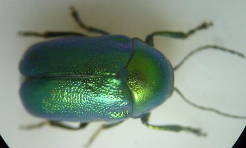 Cryptocephalus sp.
