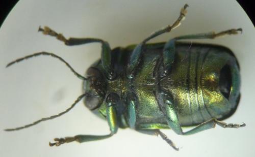 Réf. 125 538 : Cryptocephalus sp.