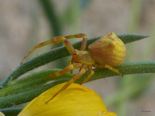Réf. 125 664 : Thomisus sp.