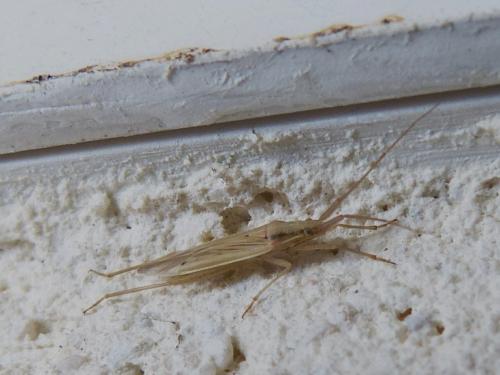 Stenodema sp.