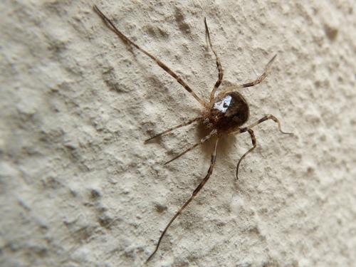 Odiellus spinosus