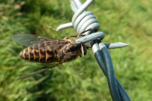 Tabanus bromius
