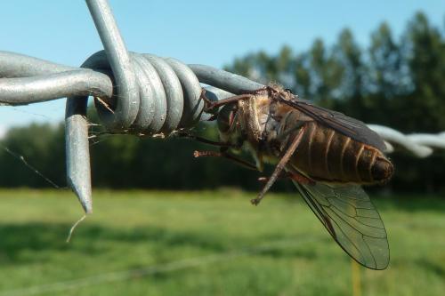 Tabanus bromius