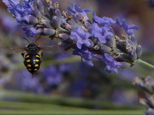Anthidium septemspinosum
