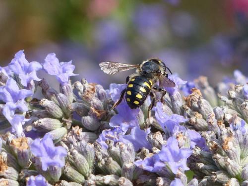Anthidium septemspinosum