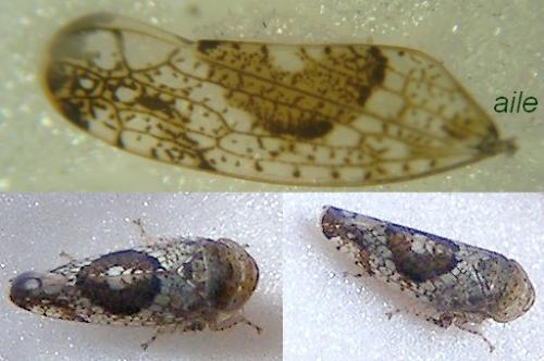 Hishimonus sp.