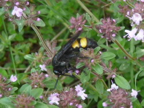 Scolia hirta