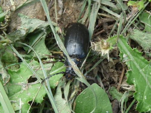 Prionus coriarius