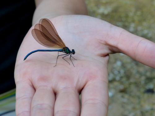 Calopteryx virgo
