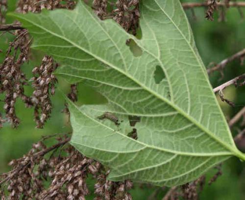 Pyrrhalta viburni
