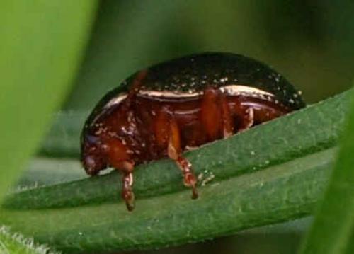 Chrysolina bankii