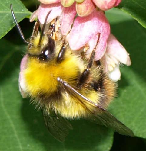 Bombus pratorum