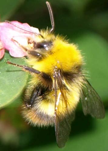 Bombus pratorum
