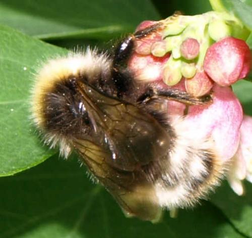 Bombus sp.