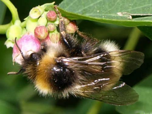 Bombus sp.