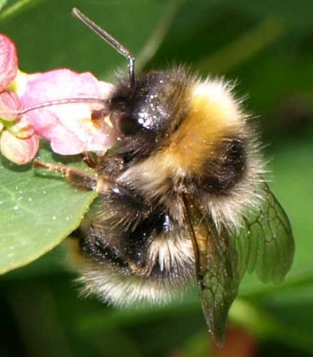 Bombus sp.