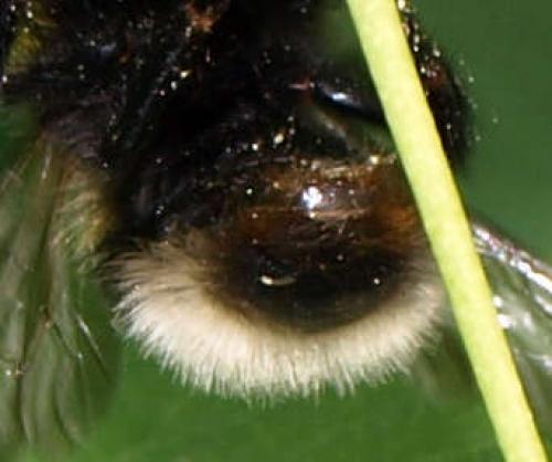 Bombus sp.