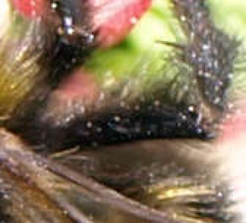 Bombus sp.