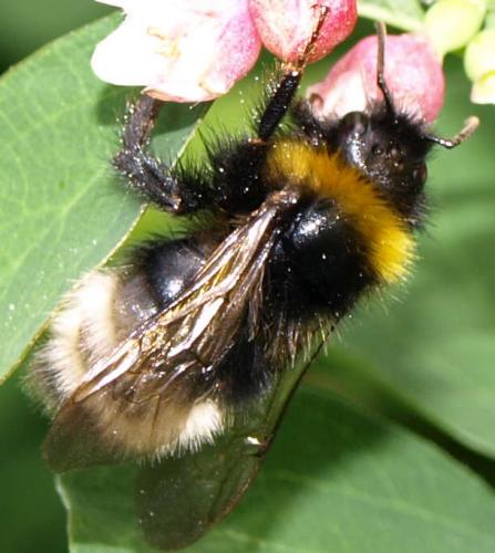 Bombus sp.
