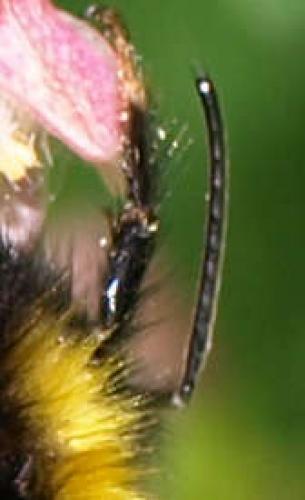 Réf. 125 420 : Bombus sp.