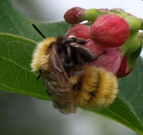 Andrena fulva