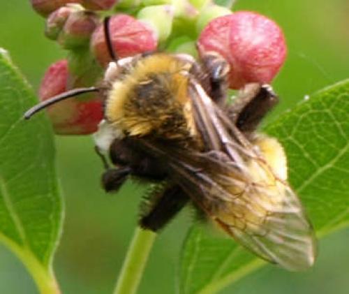 Andrena fulva