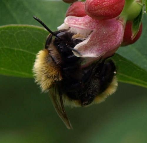 Andrena fulva