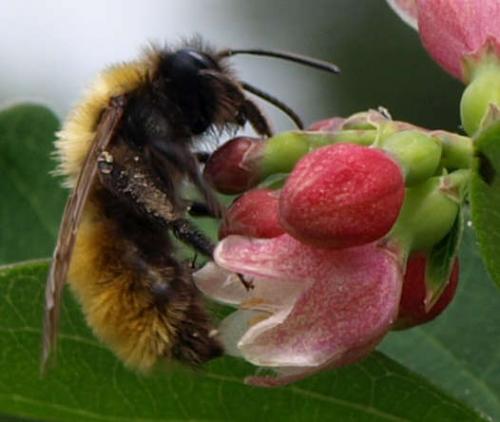 Andrena fulva