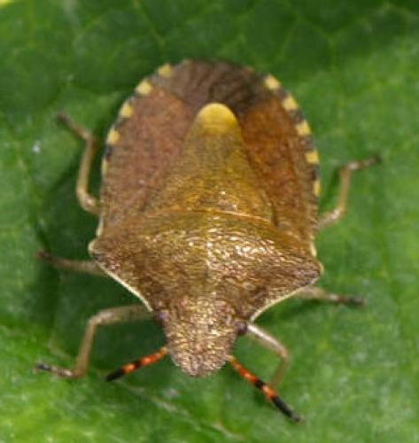 Peribalus strictus vernalis
