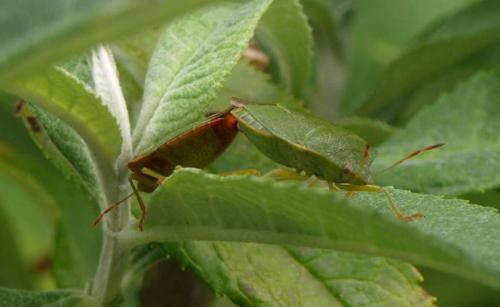 Palomena prasina