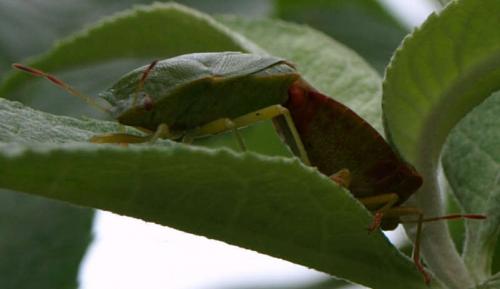 Palomena prasina